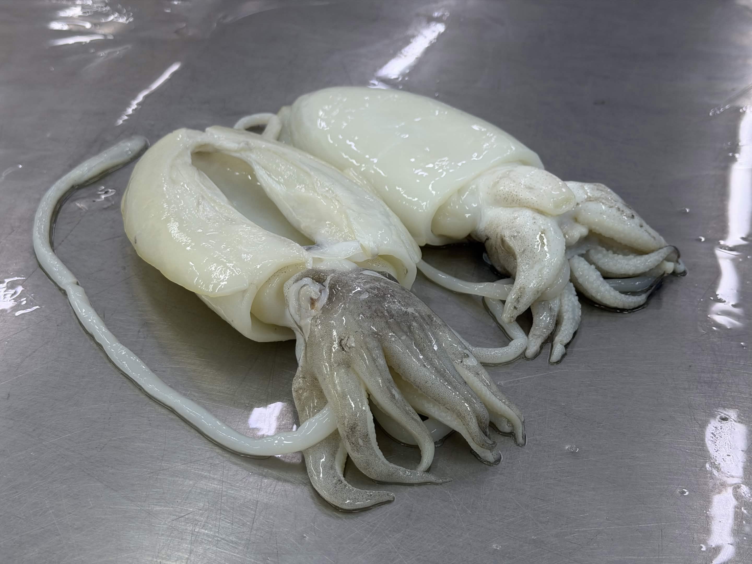 Cuttlefish view 2